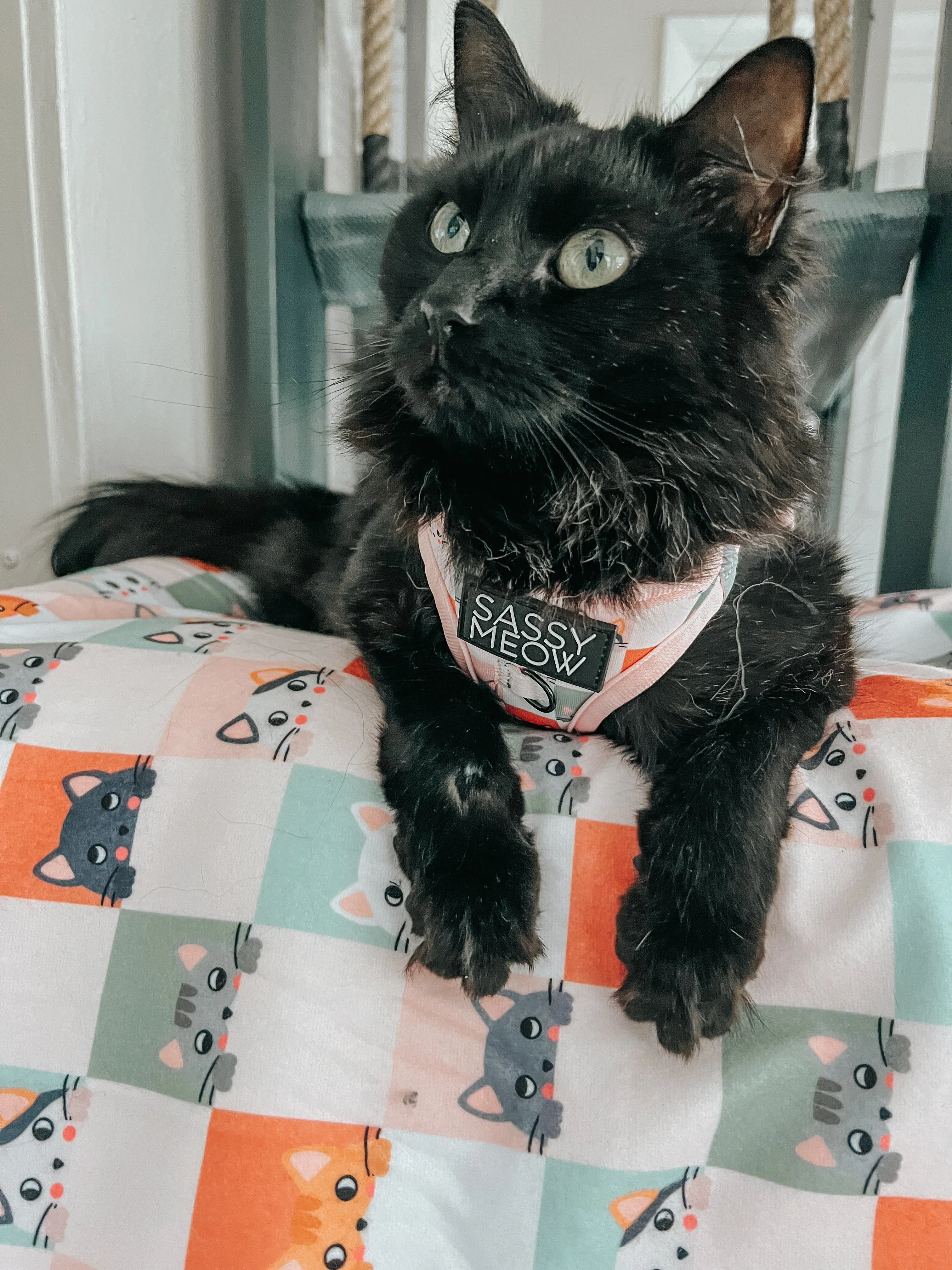 Cat Blanket - Smitten Kittens